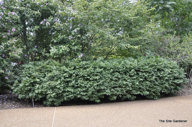 Euonymus alatus ‘Rudy Haag’ - The Site Gardener