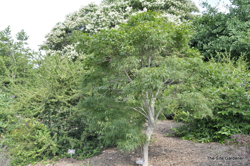 Acer palmatum 'Koto Ito Komachi' Hess Landscape Nursery Finleyville