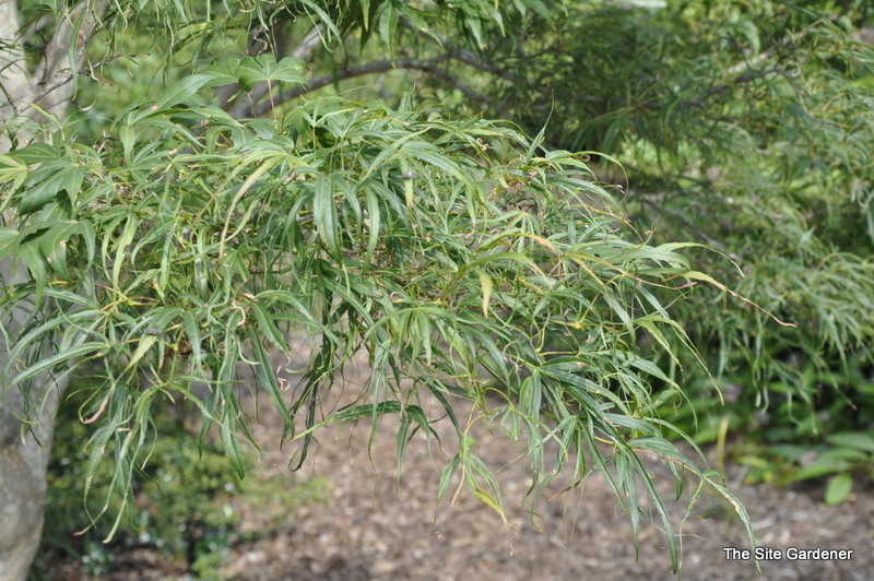 Acer palmatum 'Koto Ito Komachi' Hess Landscape Nursery Finleyville