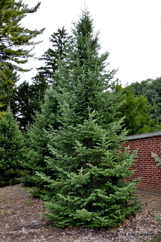 Abies balsamea 'Phanerolepis' The Site Gardener