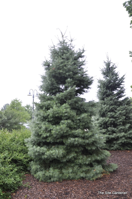 Abies Concolor The Site Gardener