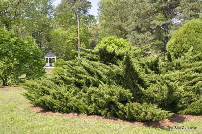 Juniperus chinensis 'Monlep'(MINT JULEP®) The Site Gardener