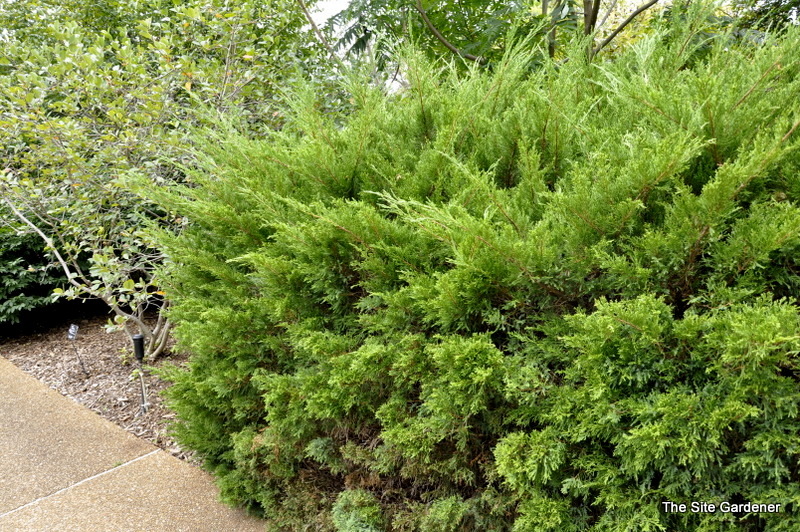 Juniperus chinensis 'Sea Green' The Site Gardener