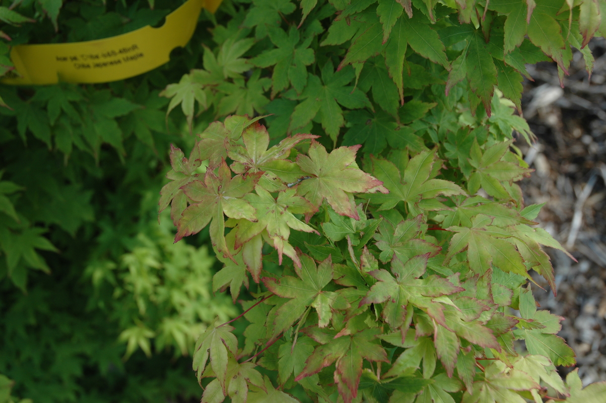 Acer Palmatum 'Chiba' The Site Gardener