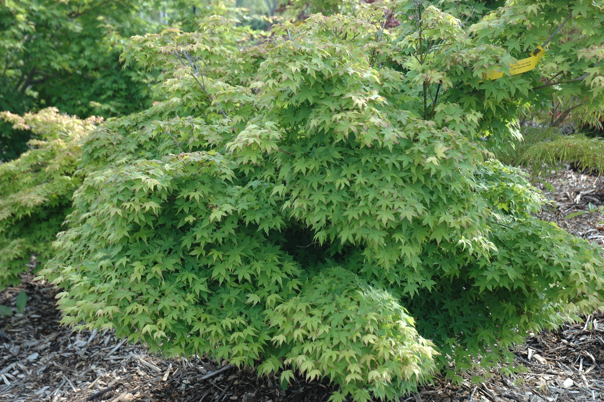 Acer Palmatum 'Chiba' The Site Gardener