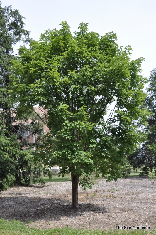 Acer Griseum X 'Maximowiczianum' The Site Gardener