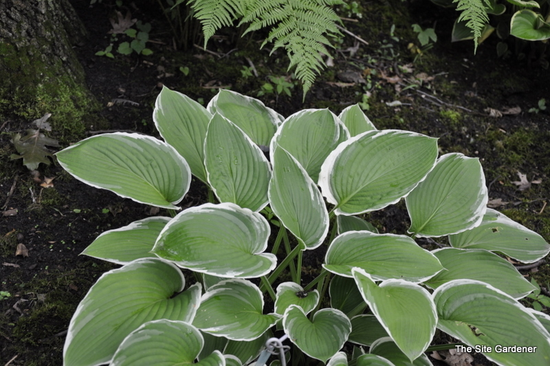 Hosta Frosted Jade The Site Gardener