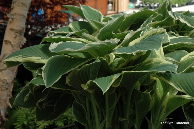 Hosta Frosted Jade The Site Gardener