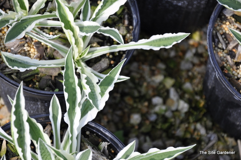 Hosta Hi Ho Silver The Site Gardener