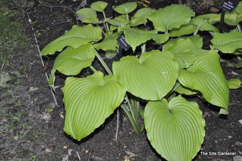 Hosta Lime Piecrust The Site Gardener