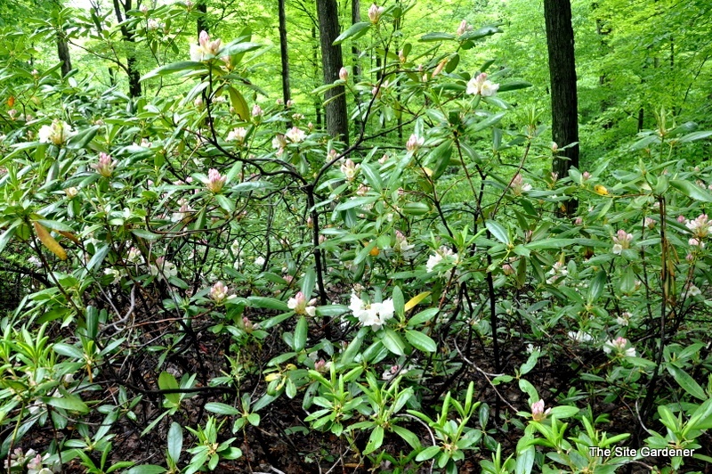 Rhododendron County Of York - The Site Gardener