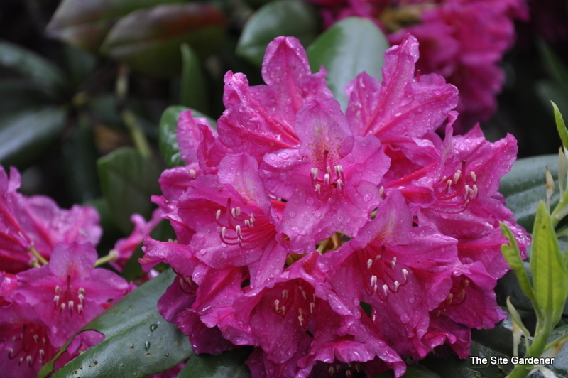Rhododendron Dr H. C. Dresselhuys - The Site Gardener