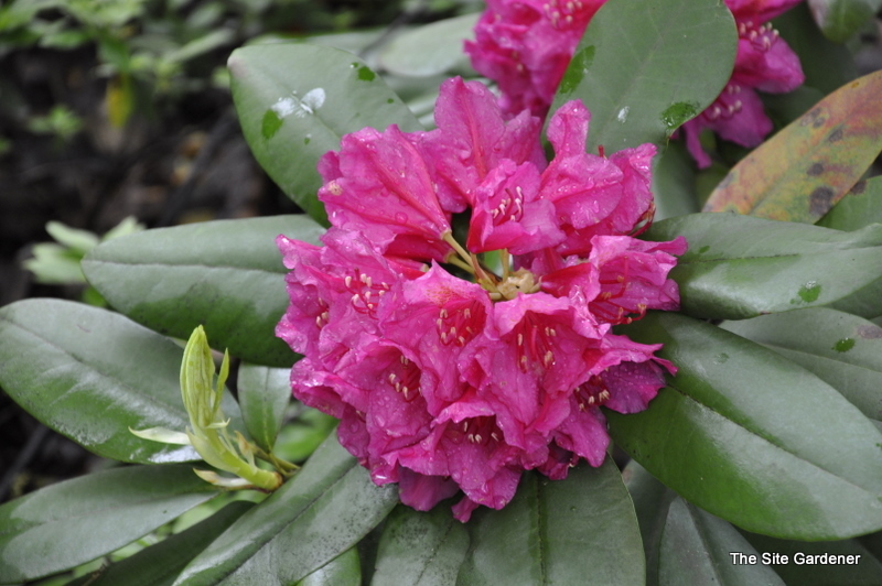 Rhododendron Dr H. C. Dresselhuys - The Site Gardener
