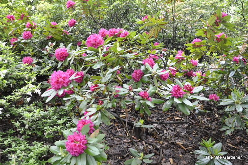 Rhododendron Dr H. C. Dresselhuys - The Site Gardener