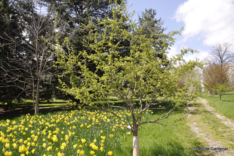 Malus 'Schmidtcutleaf'(GOLDEN RAINDROP) The Site Gardener