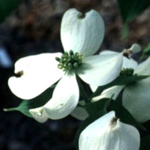 Cornus Appalachian Snow - The Site Gardener