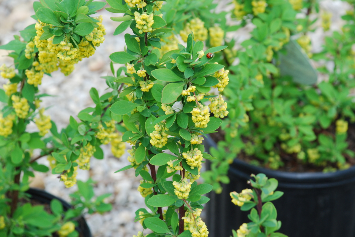 Berberis thunbergii emerald carousel The Site Gardener