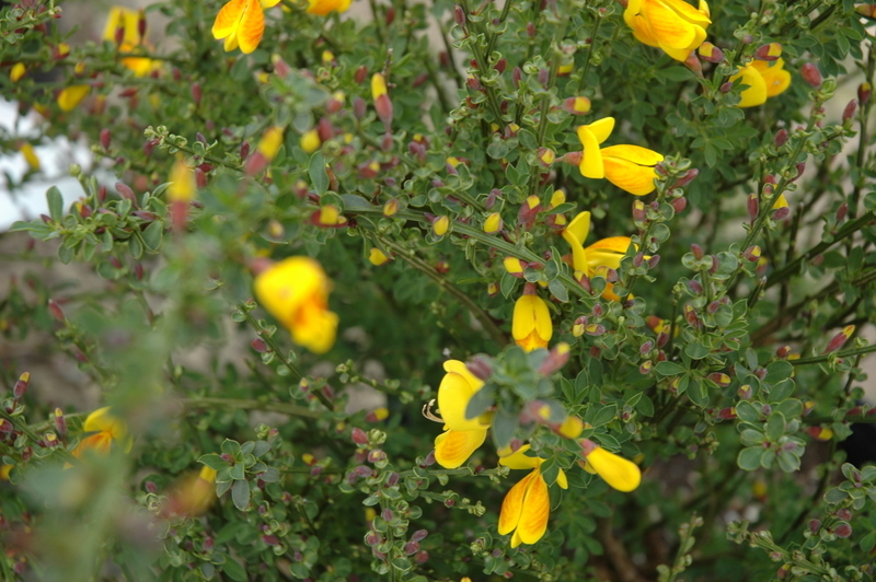 Cytisus Madame Butterfly The Site Gardener