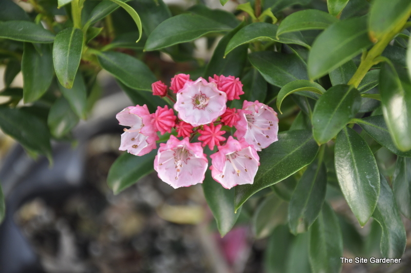 Kalmia latifolia ‘Little Linda’ - The Site Gardener