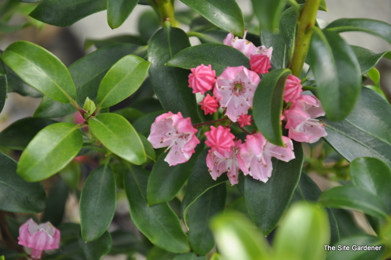 Kalmia latifolia ‘Little Linda’ - The Site Gardener