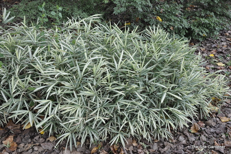 Pleioblastus fortunei 'Variegatus' The Site Gardener