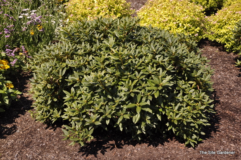 Rhododendron Dora Amateis - The Site Gardener