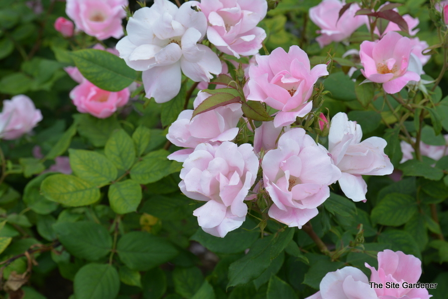 Rosa 'Blush Knock Out' The Site Gardener