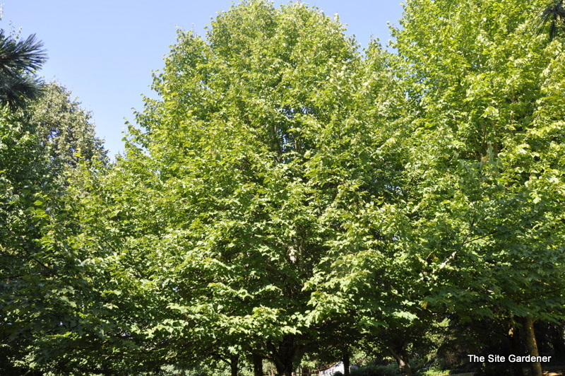 Tilia cordata Shamrock The Site Gardener