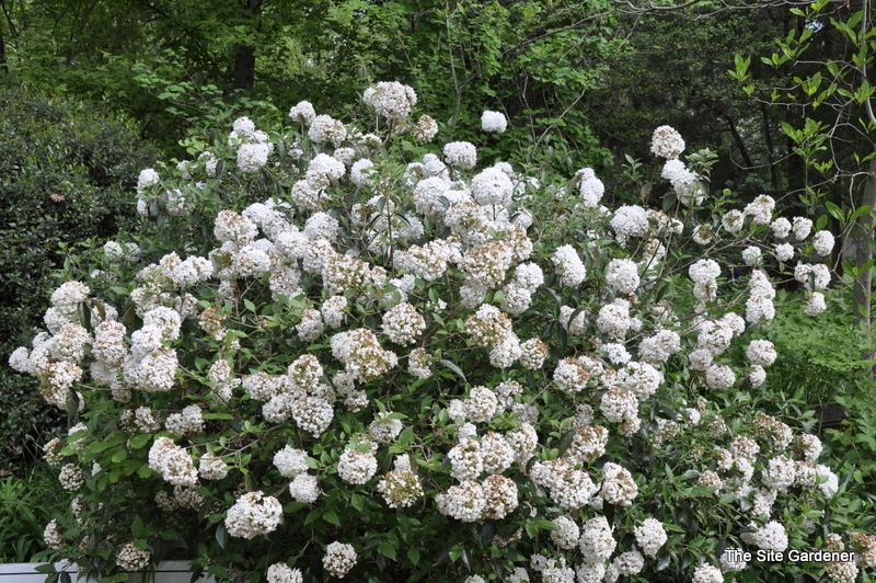 Viburnum utile 'Eskimo' The Site Gardener