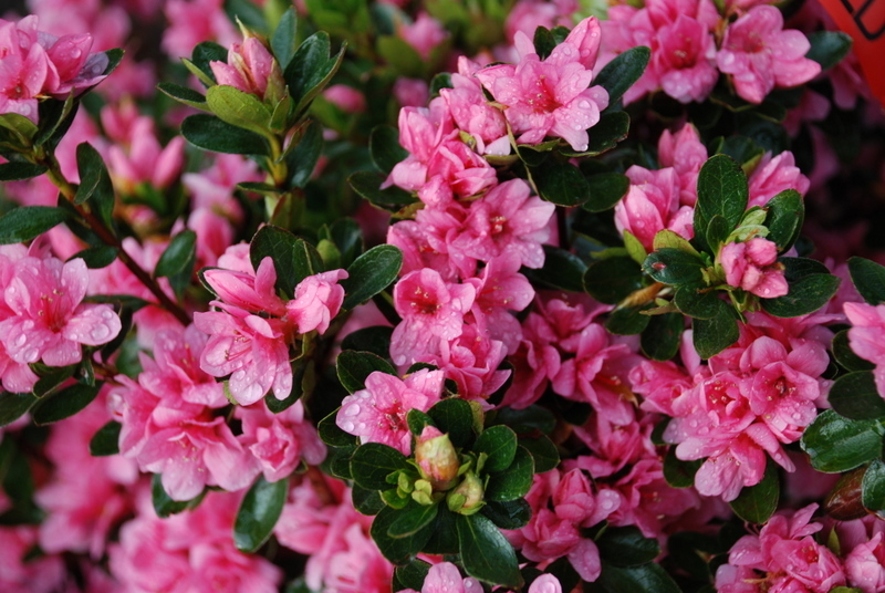 Azalea Coral Bells The Site Gardener
