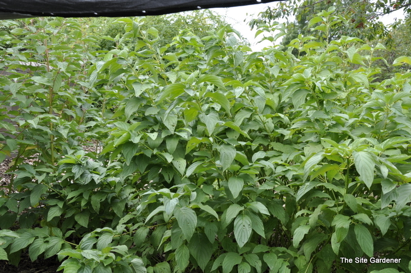 Cornus sericea Silver and Gold The Site Gardener