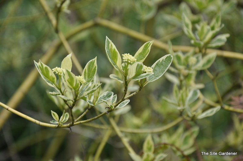 Cornus sericea Silver and Gold The Site Gardener
