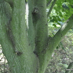 Acer Davidii Grosseri