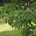 Acer Davidii Grosseri
