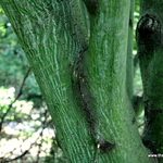 Acer Davidii Grosseri