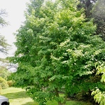 Acer Davidii Grosseri