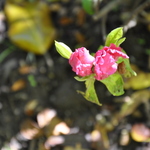 Rhododendron Alexander - The Site Gardener