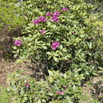Rhododendron Minnas Purple
