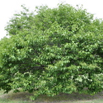 Syringa reticulata