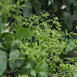 Syringa reticulata