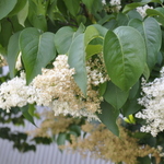Syringa reticulata