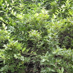 Weigela florida Red Prince