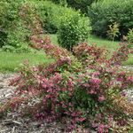 Weigela florida Red Prince