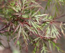 Acer palmatum dissectum 'Baldsmith' — photo 2