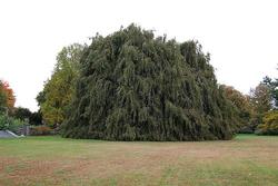Fagus sylvatica 'Pendula — photo 1