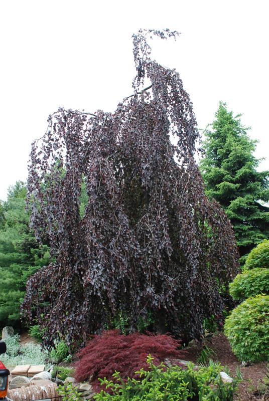 Fagus sylvatica 'Purple Fountain'