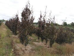 Fagus sylvatica 'Purpurea' — photo 1