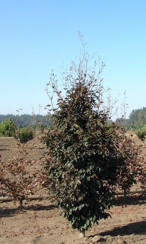 Fagus sylvatica 'Rohanii'
