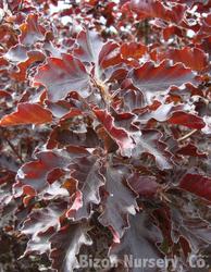 Fagus sylvatica 'Rohanii' — photo 2