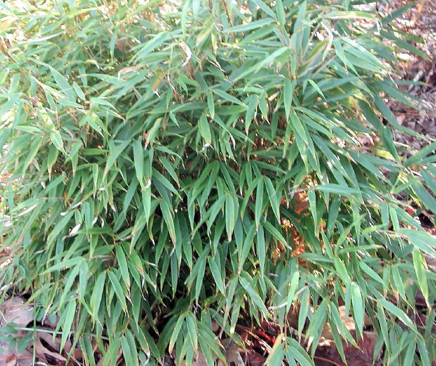 Fargesia rufa 'Green Panda'